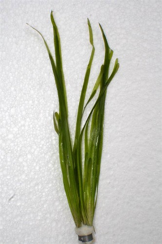 Vallisneria spiralis - Vallisneria contorsionniste (feuille droite et étroite )bouquet